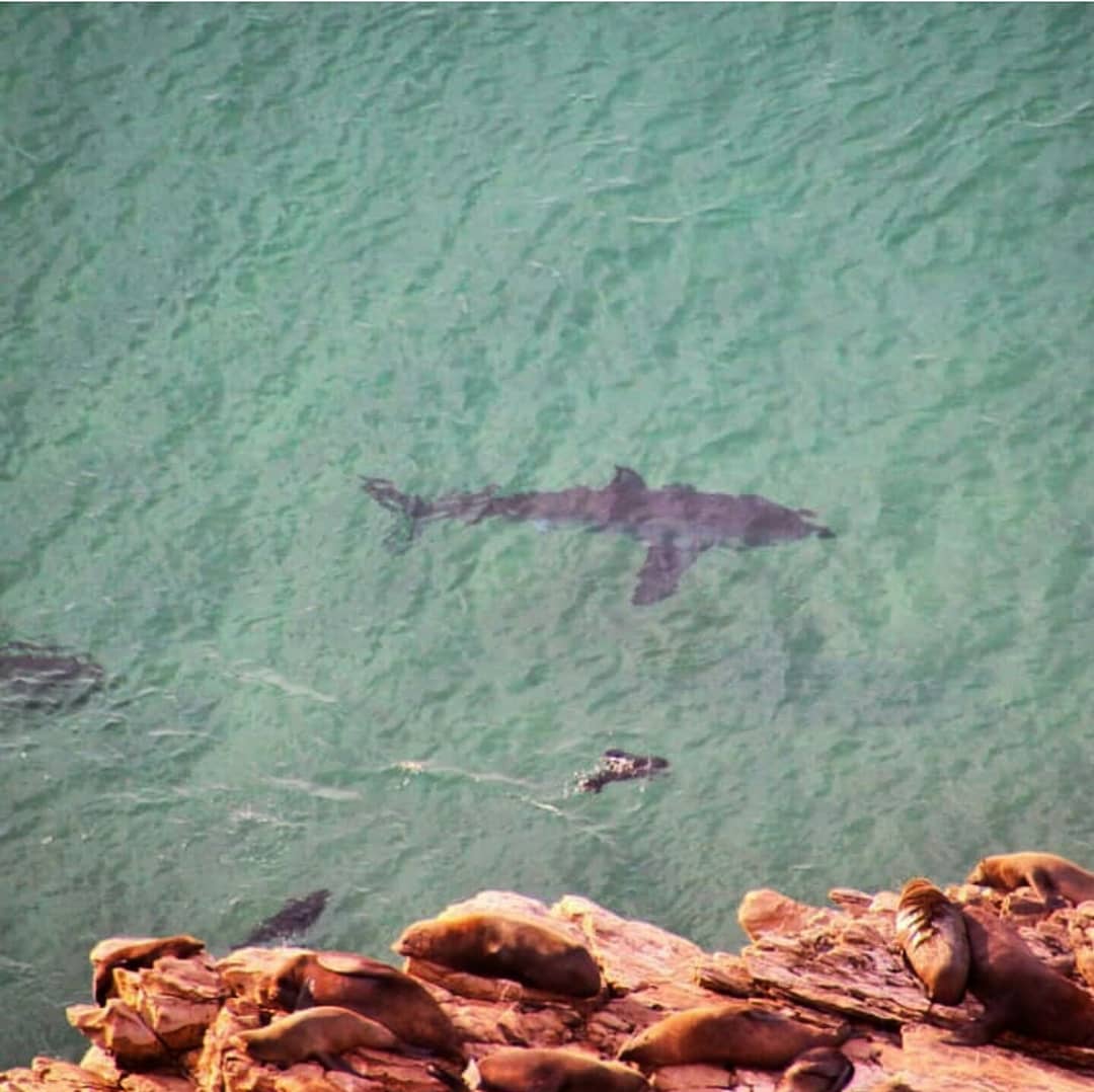 The boys are back in town. 
After the summer season, it seems that the great white sharks have returned to #Plett for their annual patrol of Robberg Peninsula. 
What an incredible opportunity to view these ancient animals from land from Robberg. 📸 <a href="/orcafoundation/">ORCA Foundation</a>'s Melissa Nel.