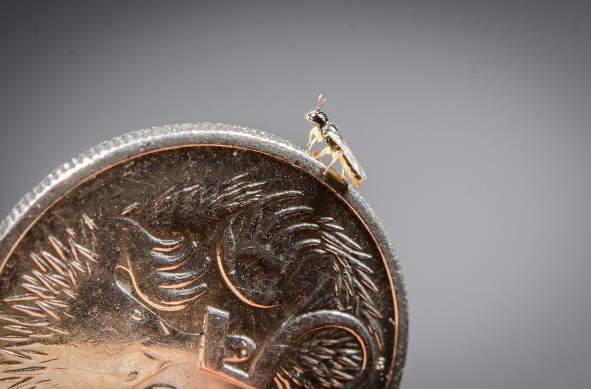 abcconvos's tweet photo. Hear about the brutality and the beauty of Australia's native bees in our #podcast: https://t.co/1LKi9dSSzq   (image of the world's smallest bee by our guest @EcologyToby ) https://t.co/JMujDVCOn3