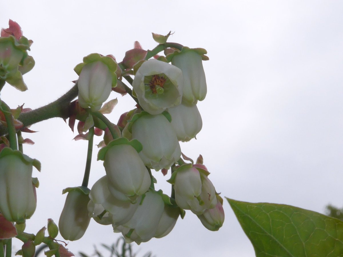 Prec_Hort's tweet photo. we grow #perennial #highbush #blueberry on 2844 ha in Germany, with Duke and Bluecrop as main cultivars in Brandenburg growing area (2018), @NIABEMR @FASTLLP @berriesGood4U  for irrigation we reset Kc at bud break, full bloom and end of harvest with wilting point at 0.06 m3 m-3. https://t.co/PgHbrF8ttx