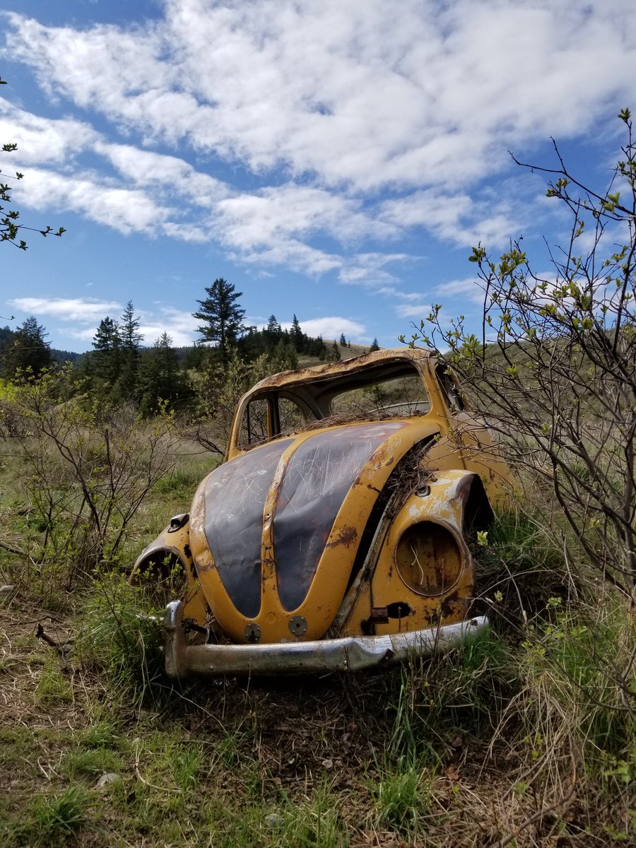 That_Bites's tweet image. Sad beetle.
#entomology #deadbug