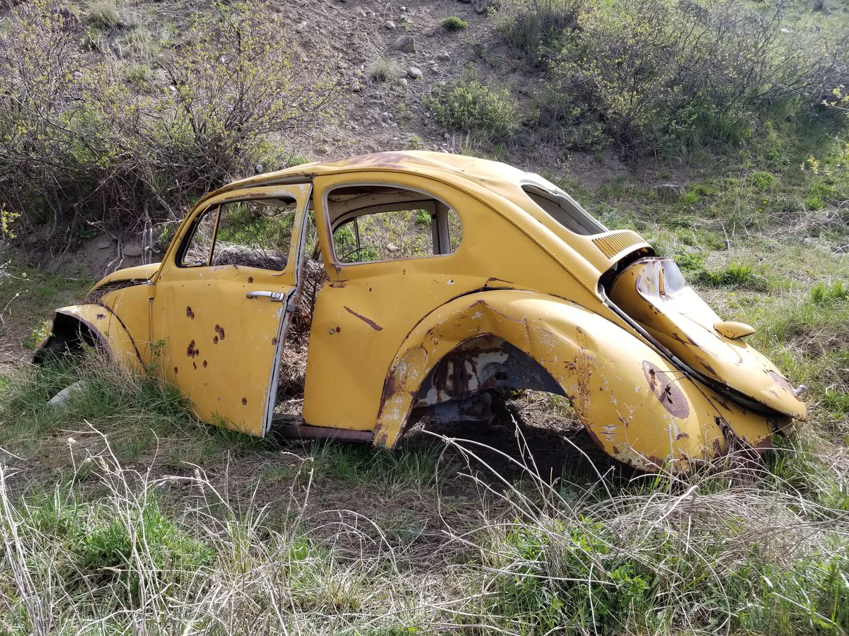 That_Bites's tweet image. Sad beetle.
#entomology #deadbug