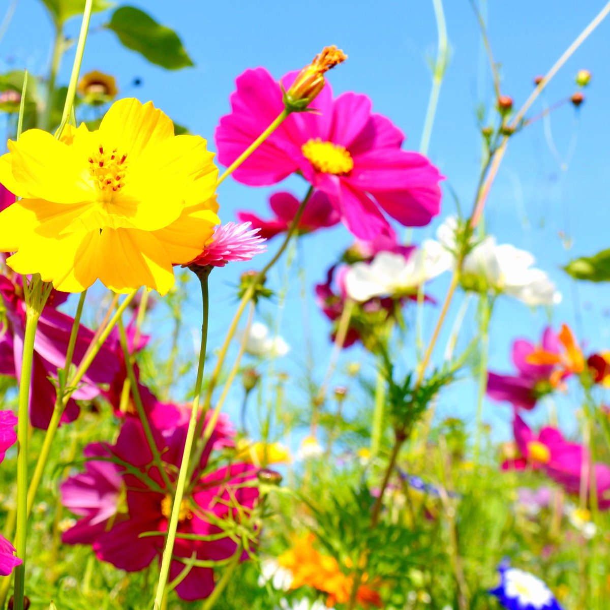 NuvolettaStella's tweet photo. Fiore di campo nasce
sul grembo della terra nera,
fiore di campo cresce
odoroso di fresca rugiada,
fiore di campo muore
sciogliendo sulla terra
gli umori segreti.
PEPPINO IMPASTATO
#CasaLettori
#9maggio
#UnFiorePer non dimenticare
#GiornodellaMemoria https://t.co/zTzOG8KNXi