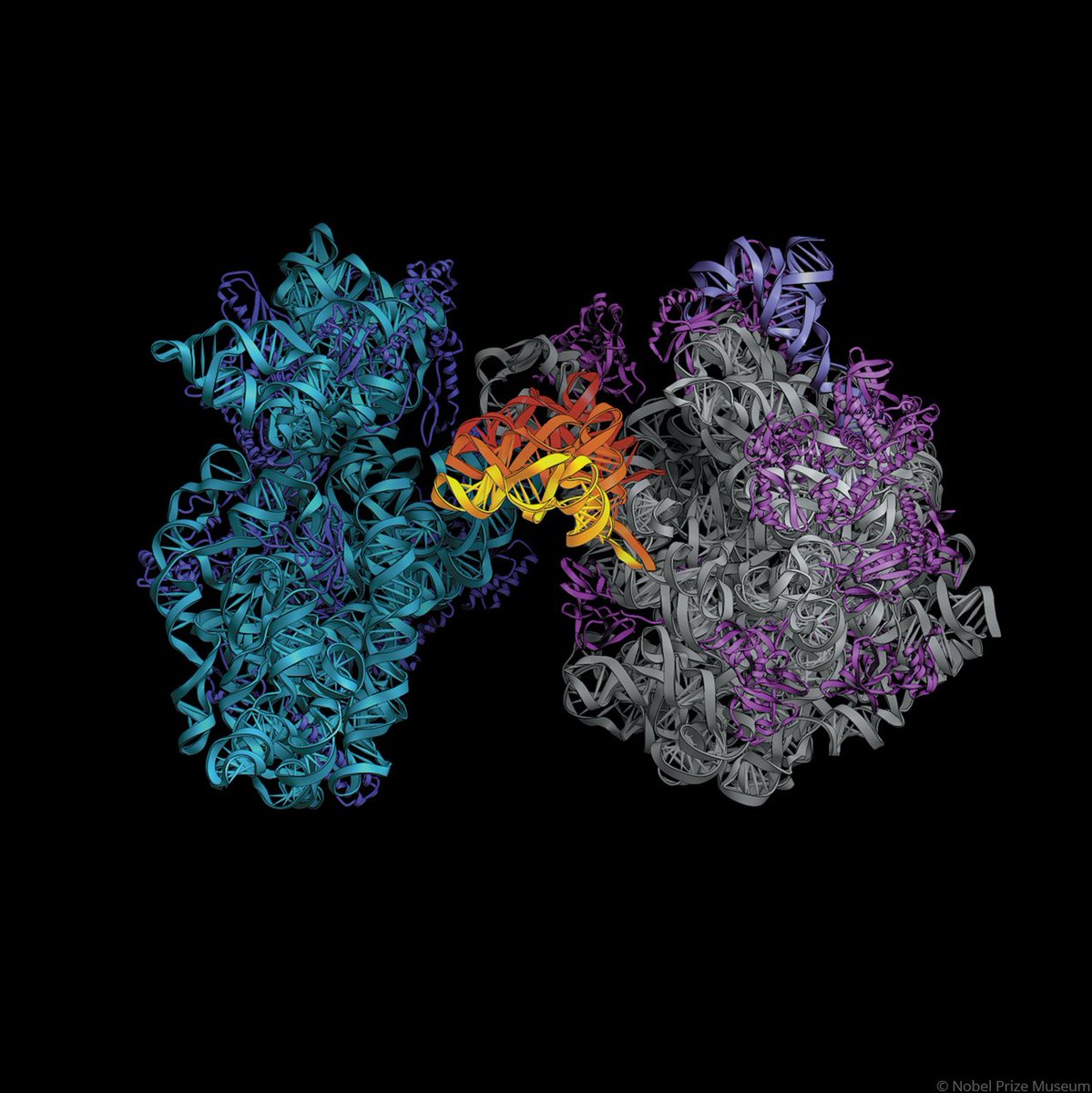 In the 70s, Ada Yonath decided to map the 3D structure of the ribosome. “This was the beginning of a long quest that took over two decades, in which I was met with reactions of disbelief and even ridicule.”

In 2000 she completed her quest and in 2009 was awarded the #NobelPrize.