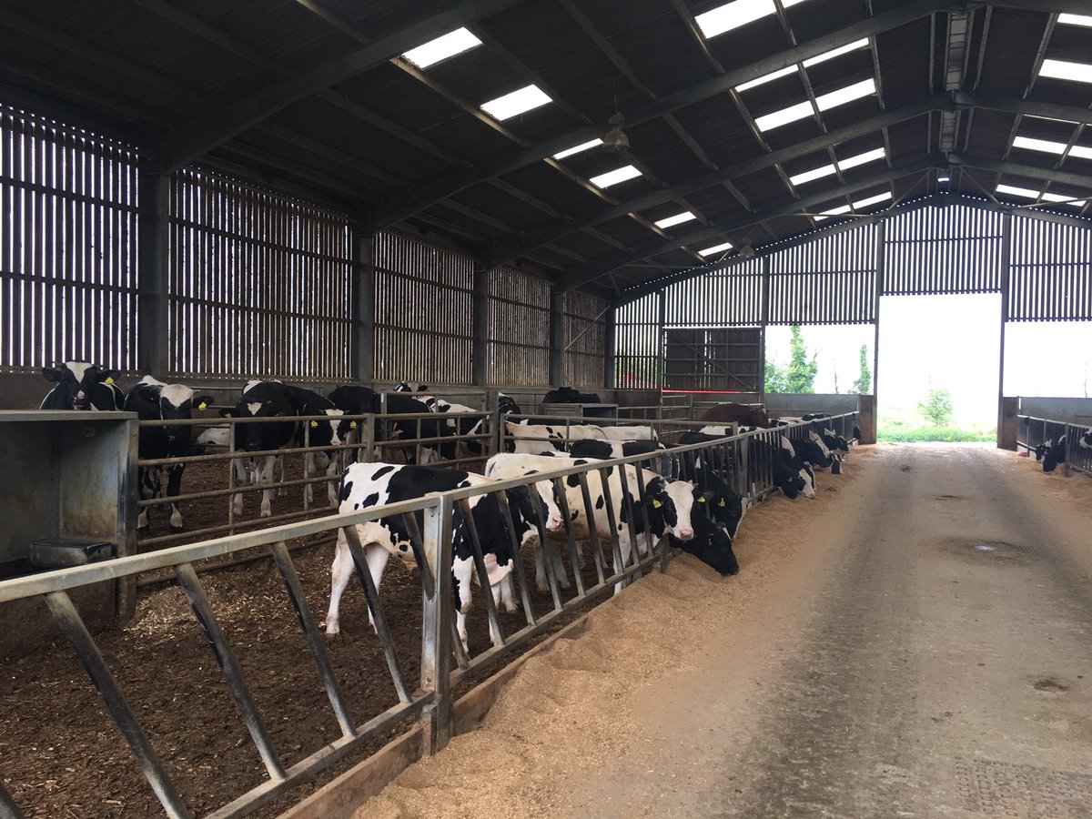 robdvet's tweet photo. Beef vetting today: visiting @Steve_DeButcher and his suckler beef to butchery business. Starting to kill this batch of home bred Lim x Sussex steers at 13-14 months old.  alongside finishing commercial B&amp;W bulls for @BuitelaarGroup https://t.co/js3fAhsGsL
