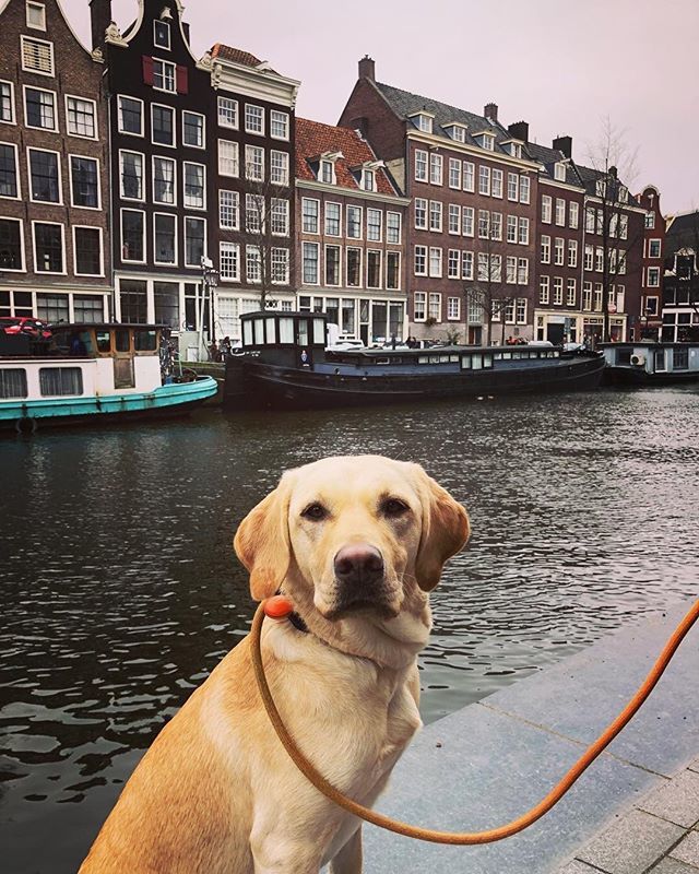 DogFuriendly's tweet image. Hands up if taking your pooch abroad on a holiday is on your dogs #bucketlist?⁣
🙋‍♀️⁣
It's definitely on ours! The gorgeous @maplethetravelinglab has been traveling to plenty of places and we are living for their gram!⁣
😍⁣
Here Mapel is touring the b… bit.ly/2Hc4kaV