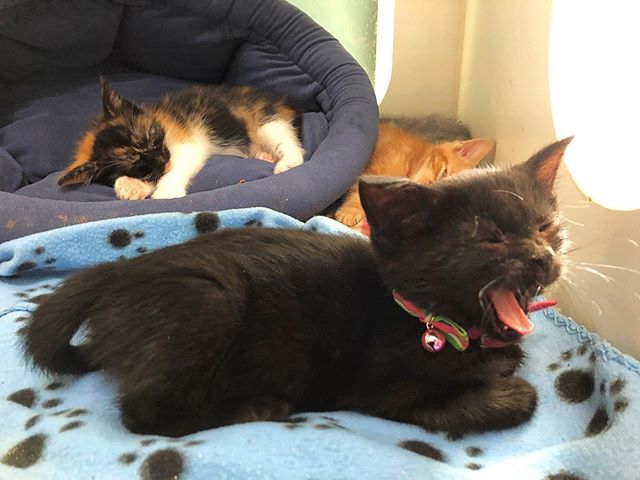 CrossRdsCampus's tweet photo. Eat. Sleep. Grow. Repeat. #catsofinstagram #crossroadspets
.
.
.
.
#cats #kittensofinstagram #petsofinstagram  #meow #catlovers #petowners #germantownnashville #nonprofit #socialgood #dogood #homeless #germantown_nash  #socialenterprise #shopandadopt https://t.co/L5sScFnWcR https://t.co/W99WEH7PyV