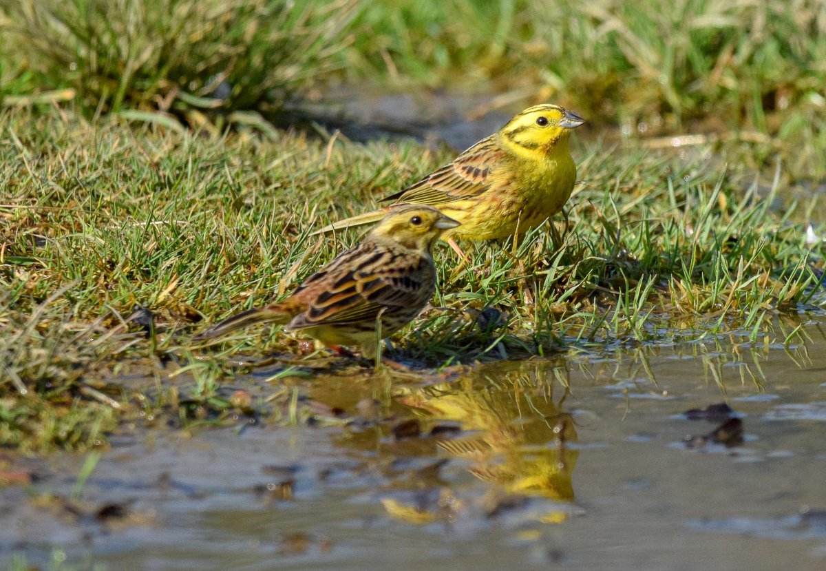 rosemckerrell's tweet photo. @norfolkpainter @QuentinMunroe wildlife here under awful pressure from development all around  - no cuckoo this year. But have managed to encourage yellowhammers and sparrows back!!! Got GCN too.....but that's another story https://t.co/tIZ1UqeI2H