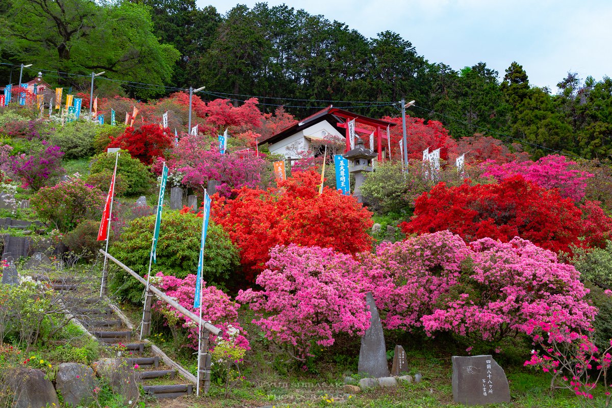 Yuji Shibasaki Photo 五大尊花木公園つつじ祭り 埼玉県越生町の五大尊のつつじが見頃に 色とりどりの つつじと新緑が眩しい 約1万株のつつじが咲き誇る関東屈指の名所です つつじ 五大尊花木園つつじ祭り 越生町 埼玉県 Yuji Shibasaki Photo 五大尊花木公園つつじ祭り 埼玉県越生町の五大尊のつつじが見頃に 色とりどりの つつじと新緑が眩しい 約1万株のつつじが咲き誇る関東屈指の名所です つつじ 五大尊花木園つつじ祭り 越生町 埼玉県