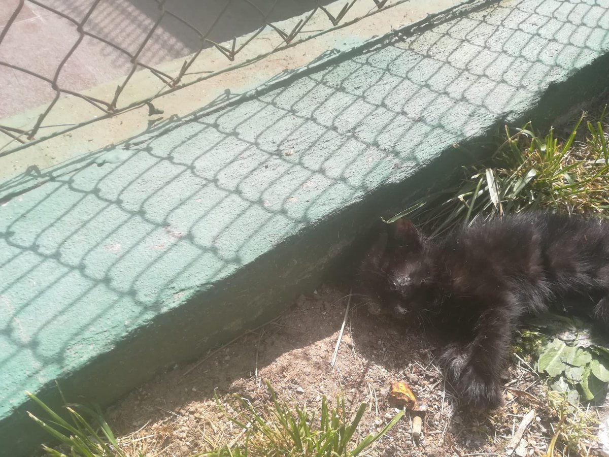 ACOGIDA URGENTE S.O.S. AYÚDANOS 

Necesitamos acogida para sacar adelante a este peque que encontraron tirado en la cuneta.
Tenía los ojitos llenos de costras y dejándose morir.
Gracias a un alma que paso por allí y pudo recogerlo.
contacta@madridfelina.com o 628111239