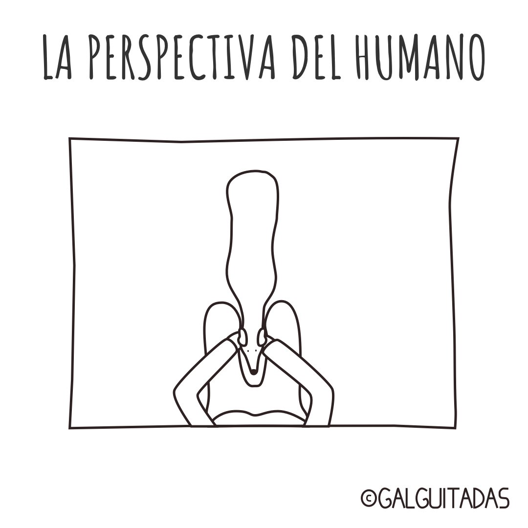 galguitadas's tweet photo. #galguitadas #galgo #galgolover #greyhound #grehoundrescue #freethegalgo #adoptanocompres #adoptdontshop #doglover #humor #comic #galgosdesofa https://t.co/xyB1LecMQl