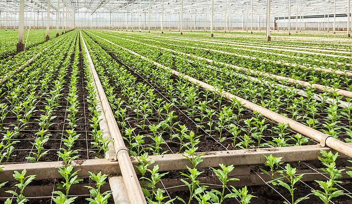 Daminozide remt #chrysant beter na toevoeging van de #hulpstof ATPLUS UCL 1007 en halvering van het watervolume (500 in plaats van 1000 l/ha). Dat blijkt uit zojuist afgesloten proef op Demokwekerij (Naaldwijk). Zie proefresultaat surfaplus-tr.com/hulpstoffen/hu…