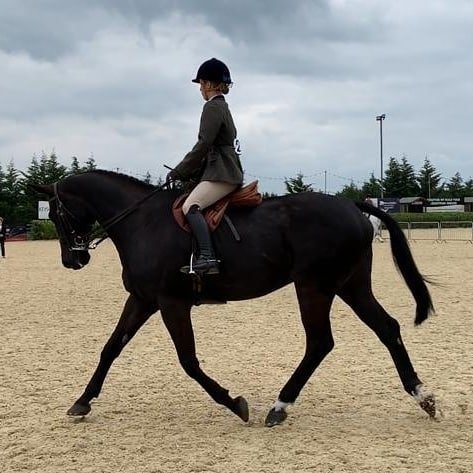 KAPshowjumping's tweet photo. Qualified for Equifest ridden hunter championship on our first outing! Next is RIHS qualifiers at Herts county 😍 #justjake #equestrian #showhorse #riddenhunter #championship https://t.co/3TjjRQabTr
