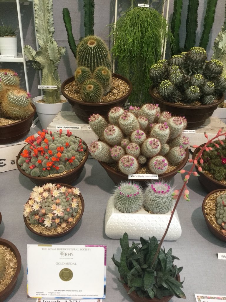 popsythecactus's tweet image. #teampopsythecactus are over the moon this morning! We have been awarded a beautiful Gold Medal @The_RHS @MalvernShows #100masters @CreativeBCuk Well done team, but there are only the three of us!