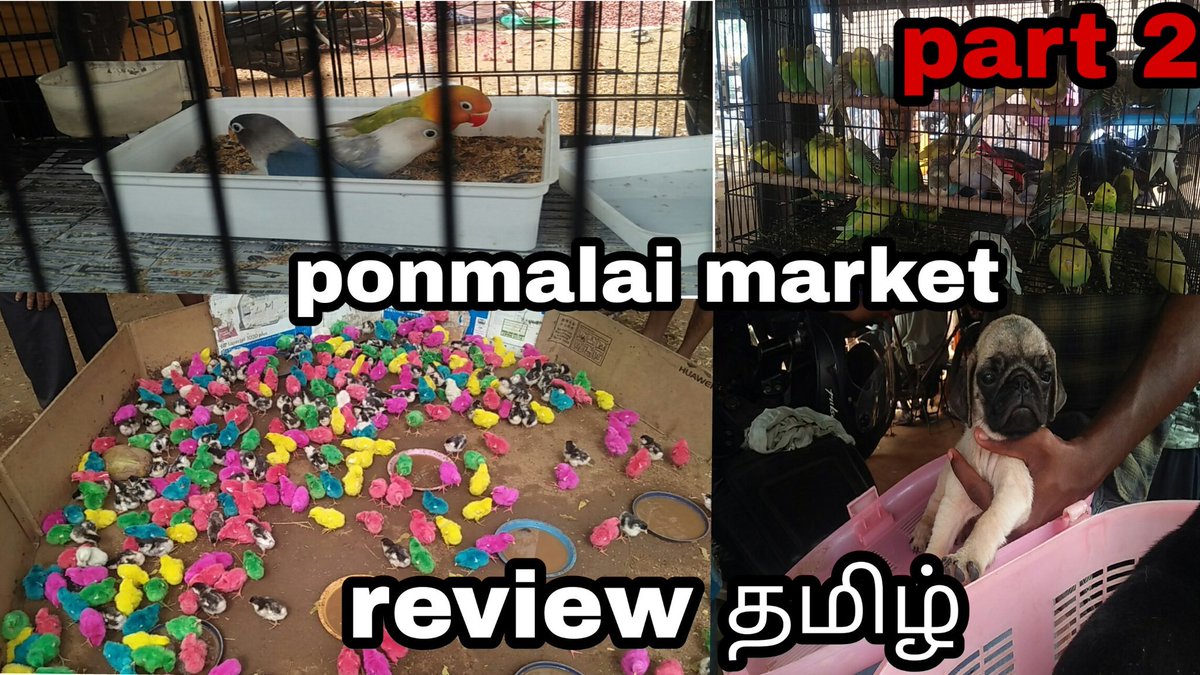 BirdsGnk's tweet image. Part 2 video in Ponmalai Market youtu.be/xOc1GE1aVRc #youtube #3kviews like share subscribe to our channel #gnkbirdsworld