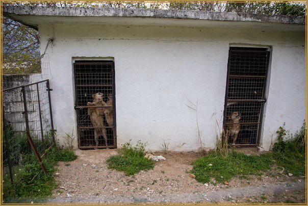 zoosos's tweet photo. Σε άθλιες συνθήκες δεκάδες #σκυλιά σε παράνομα κυνοκομεία στην #Καλαμπάκα (βίντεο) https://t.co/Lru0mFadum @hellenicpolice https://t.co/r0EPHWzwyF