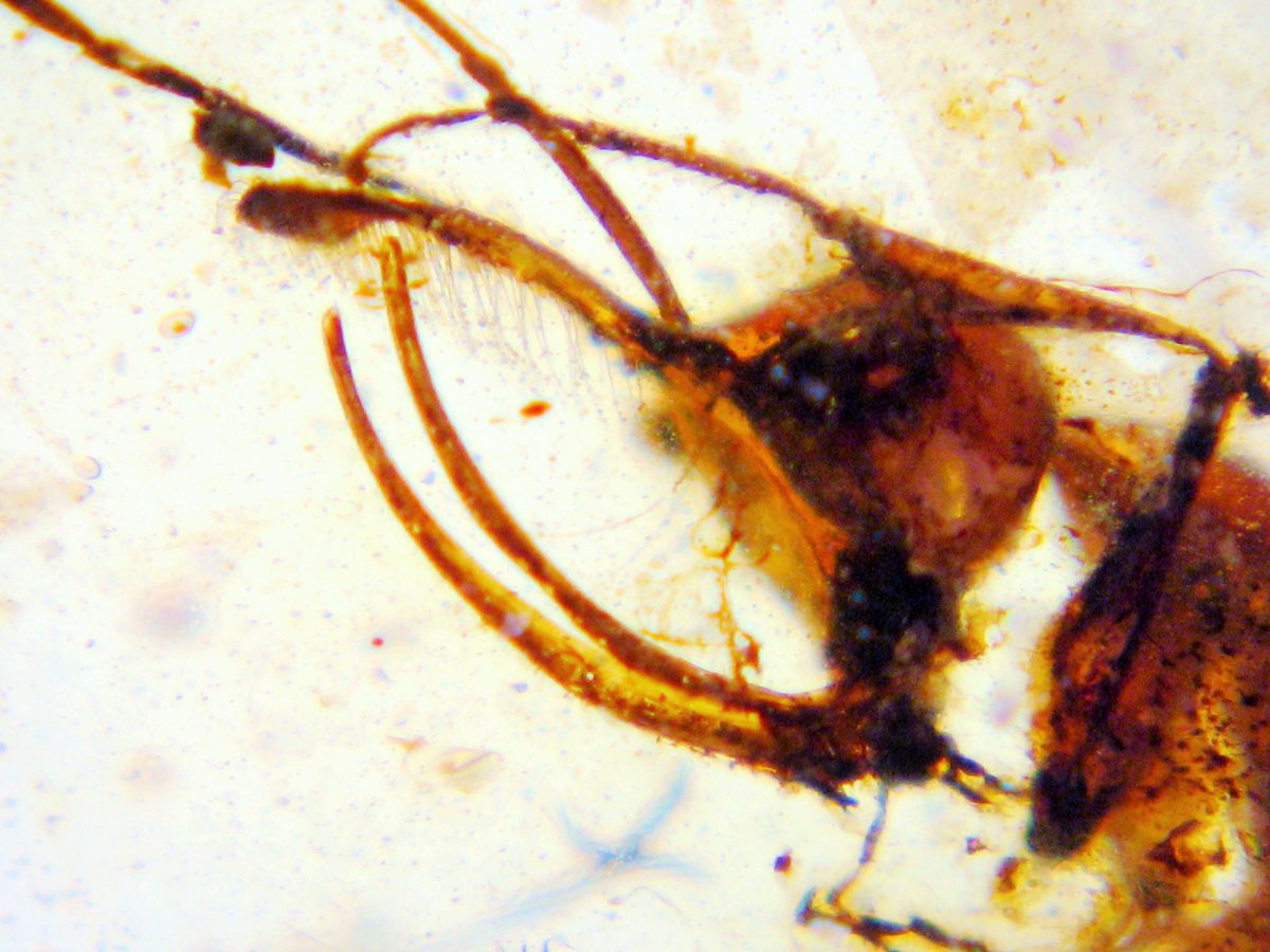 amber_boy's tweet photo. Cretaceous ant with unicorn
Ceratomyrmex 獨角黑帝斯蟻
#amberboy #cretaceous #ant https://t.co/ulglVIpkSg