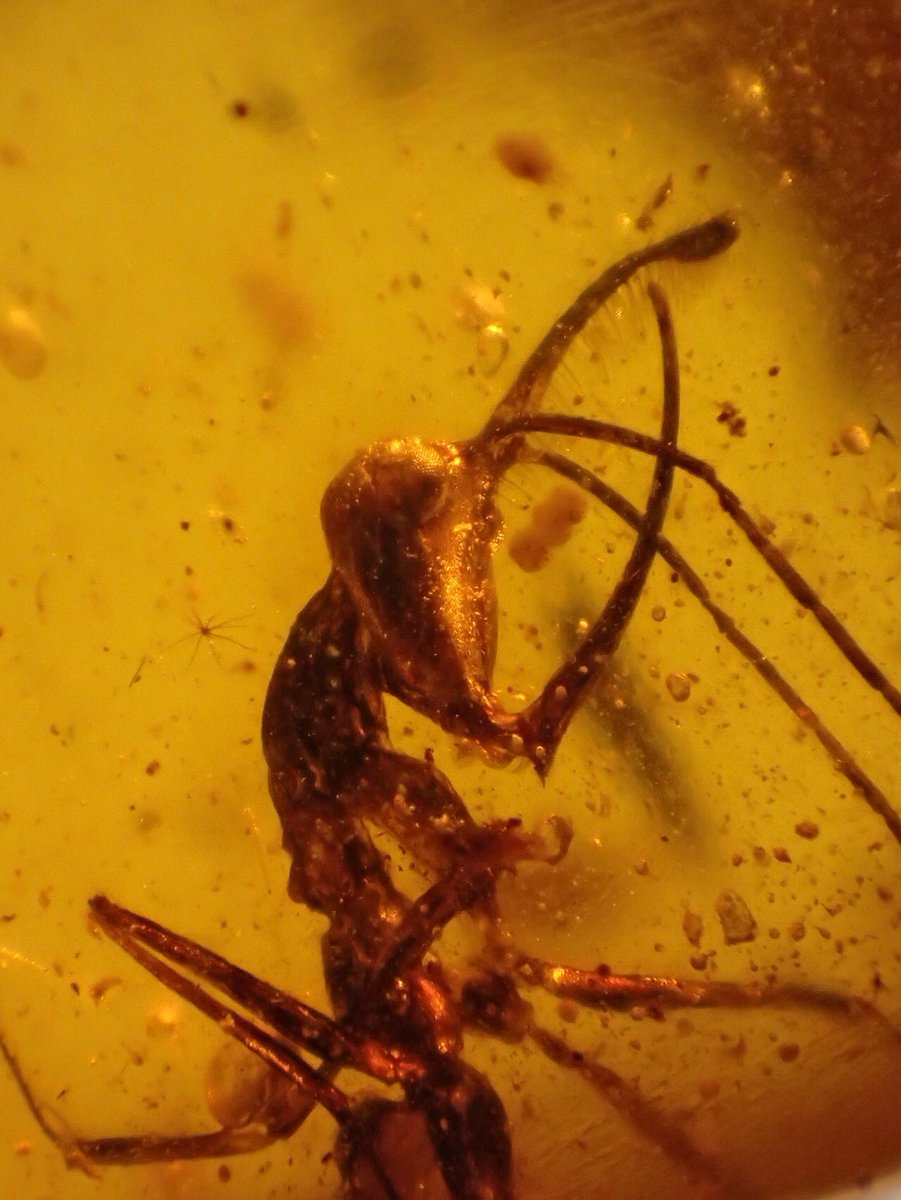 amber_boy's tweet photo. Cretaceous ant with unicorn
Ceratomyrmex 獨角黑帝斯蟻
#amberboy #cretaceous #ant https://t.co/ulglVIpkSg