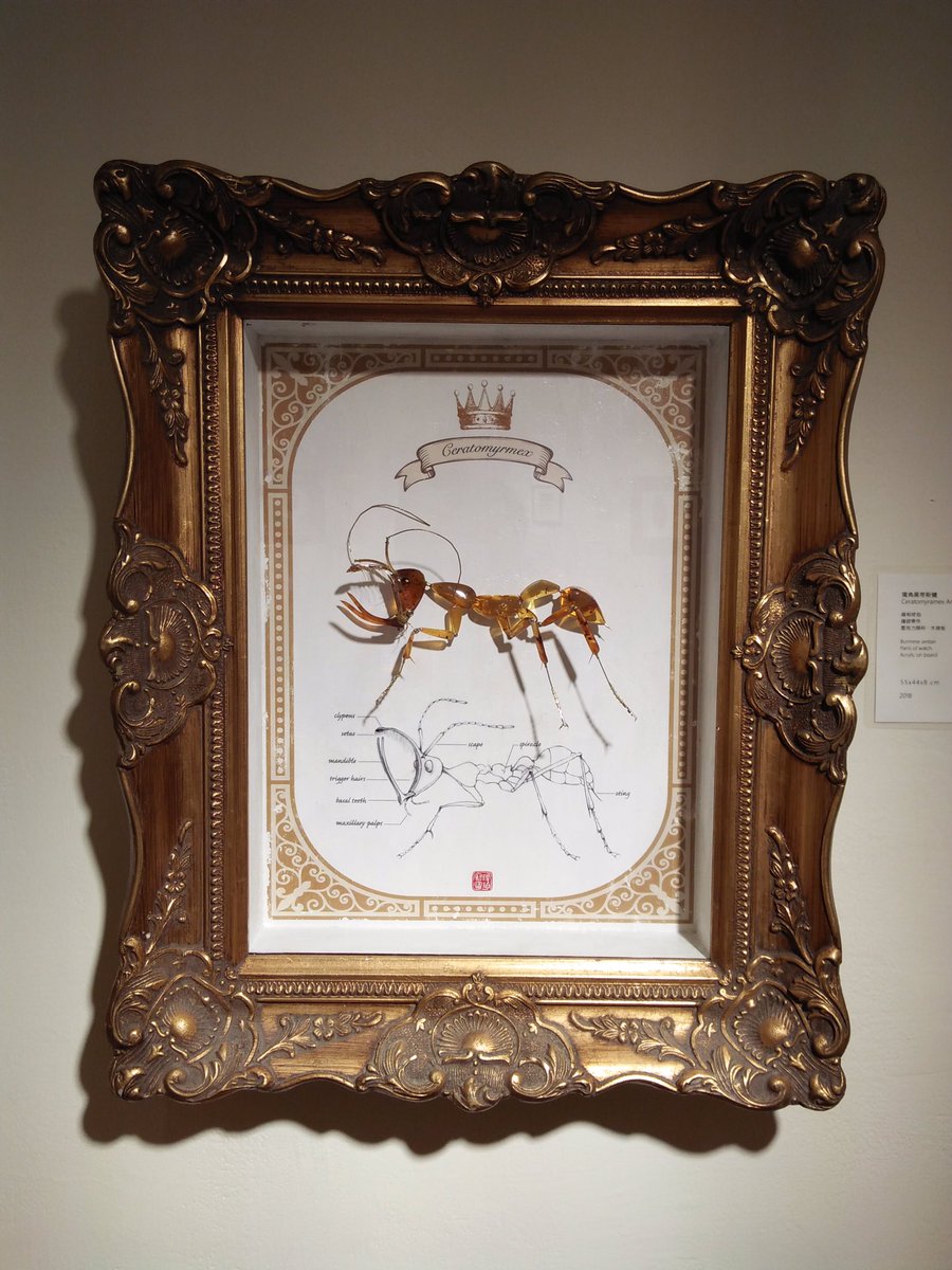amber_boy's tweet photo. Cretaceous ant with unicorn
Ceratomyrmex 獨角黑帝斯蟻
#amberboy #cretaceous #ant https://t.co/ulglVIpkSg