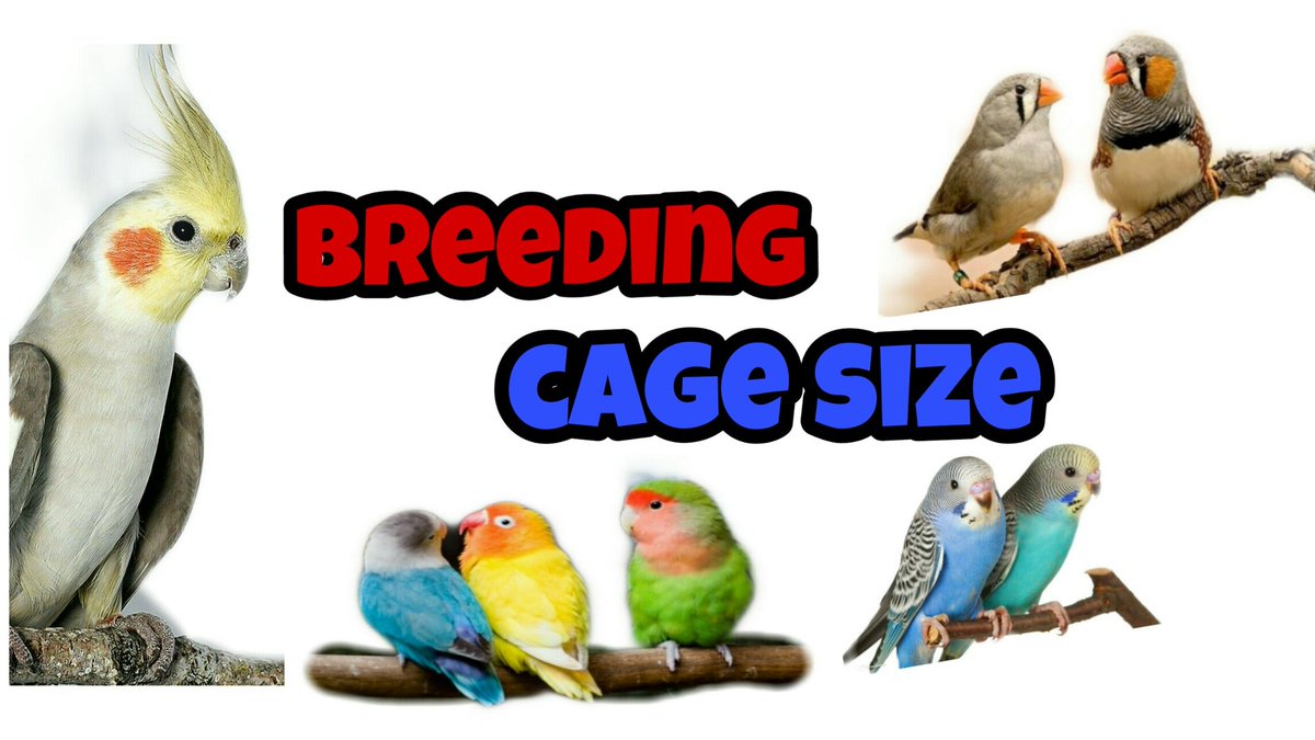 BirdsGnk's tweet photo. Breeding cage size for all birds budgies,finches,cocktails,african love birds in Tamil #youtube like share subscribe to our channel #gnkbirdsworld must watch for all beginners and breeders also it's make new ideas for u  https://t.co/X6rOIjl1GJ https://t.co/bwH4jxopgx