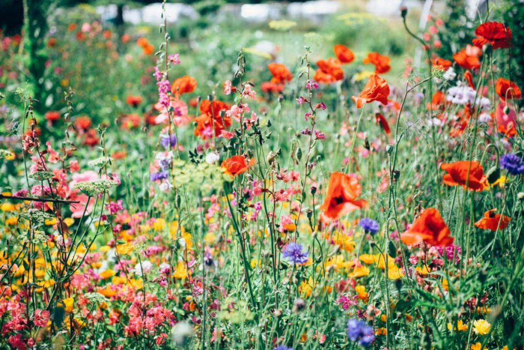 Honey Highway: Transforming roadsides with strips of flowers for bees to survive and thrive lifeandsoulmagazine.com/2019/05/09/hon…
