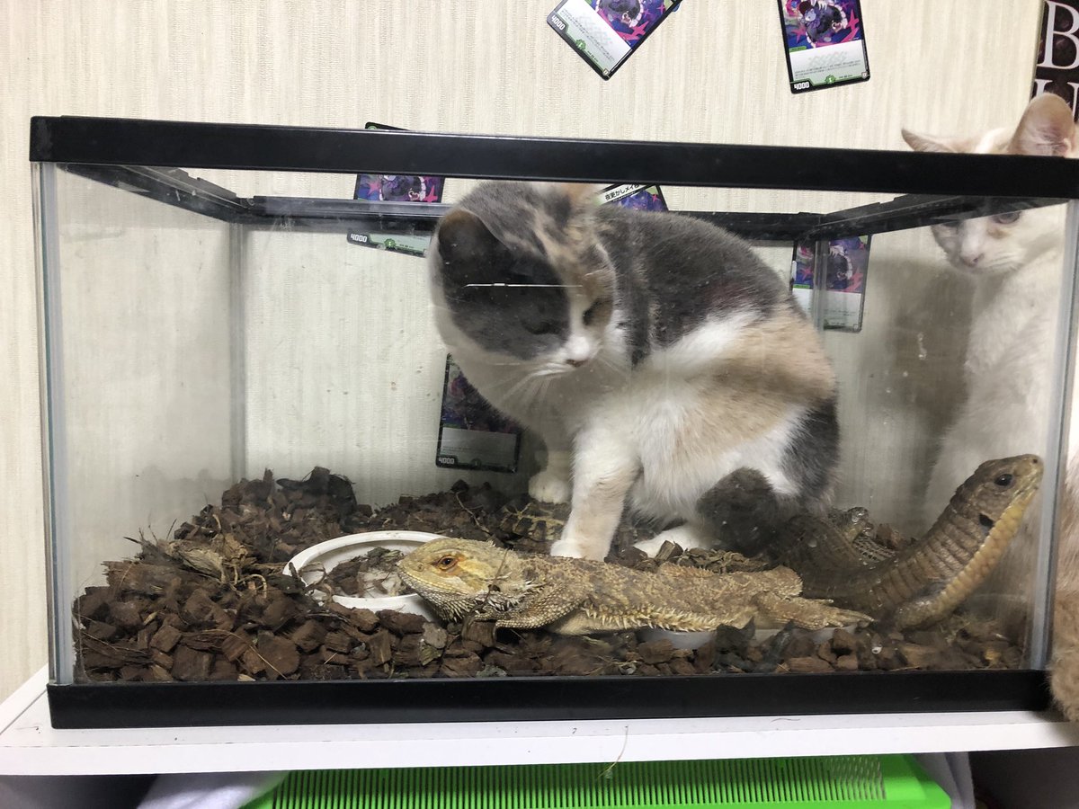 猫さんが爬虫類用のケージでぬくぬくと過ごしてた あるあるな光景だが危ない面も 丸く毛が焦げたことが Togetter 猫さんが爬虫類用のケージでぬくぬくと過ごしてた あるあるな光景だが危ない面も 丸く毛が焦げたことが Togetter