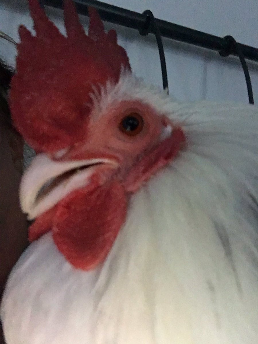 Western_Ferries's tweet photo. We’re #PetFriendly – and we’re #ChickenFriendly too! @karen_flynn tells us Ricky the Chicky can’t wait to travel with Western Ferries! https://t.co/2MtOZBsaHA