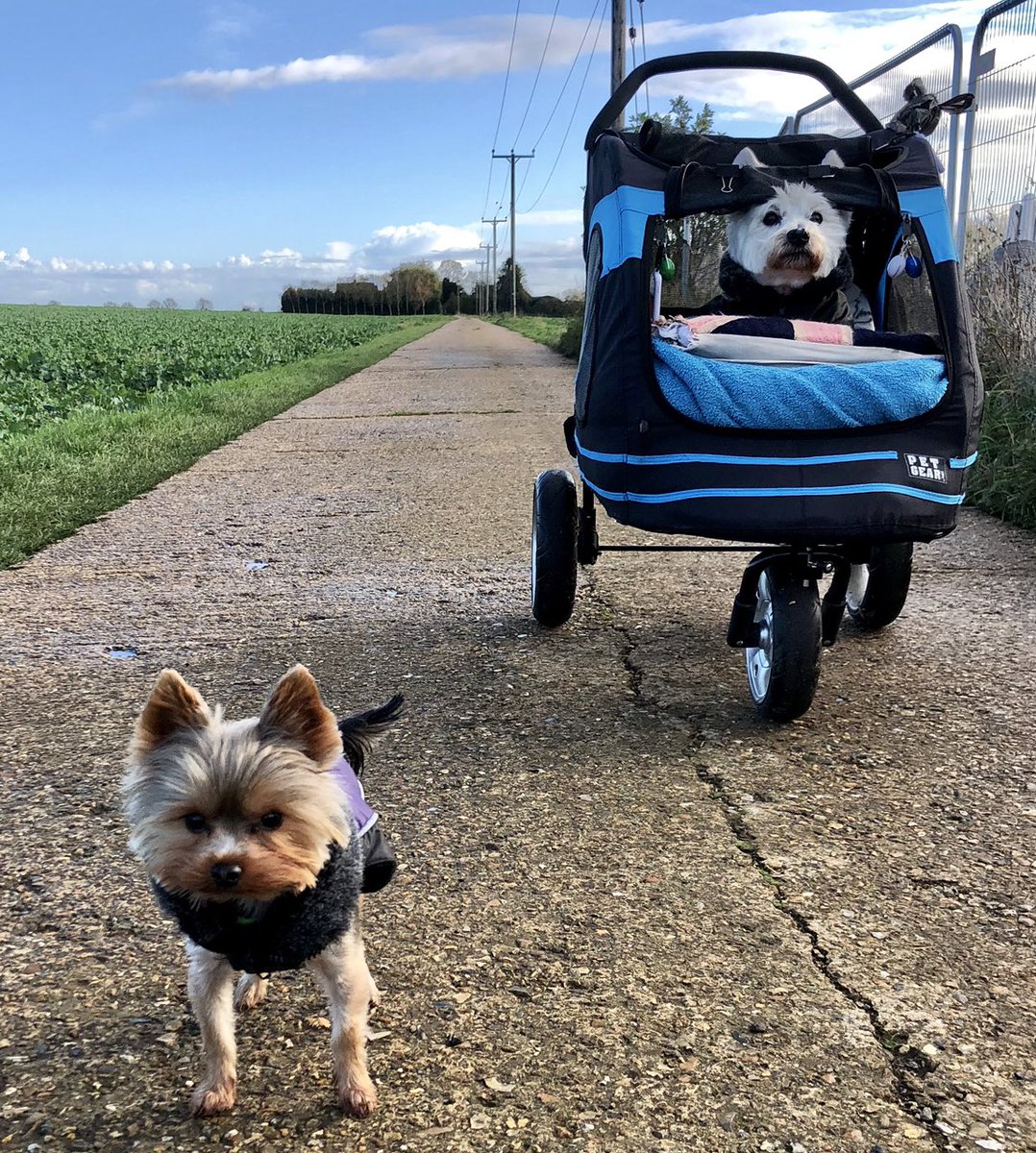 Lord Billy (oh, and Beatrix) tweet media