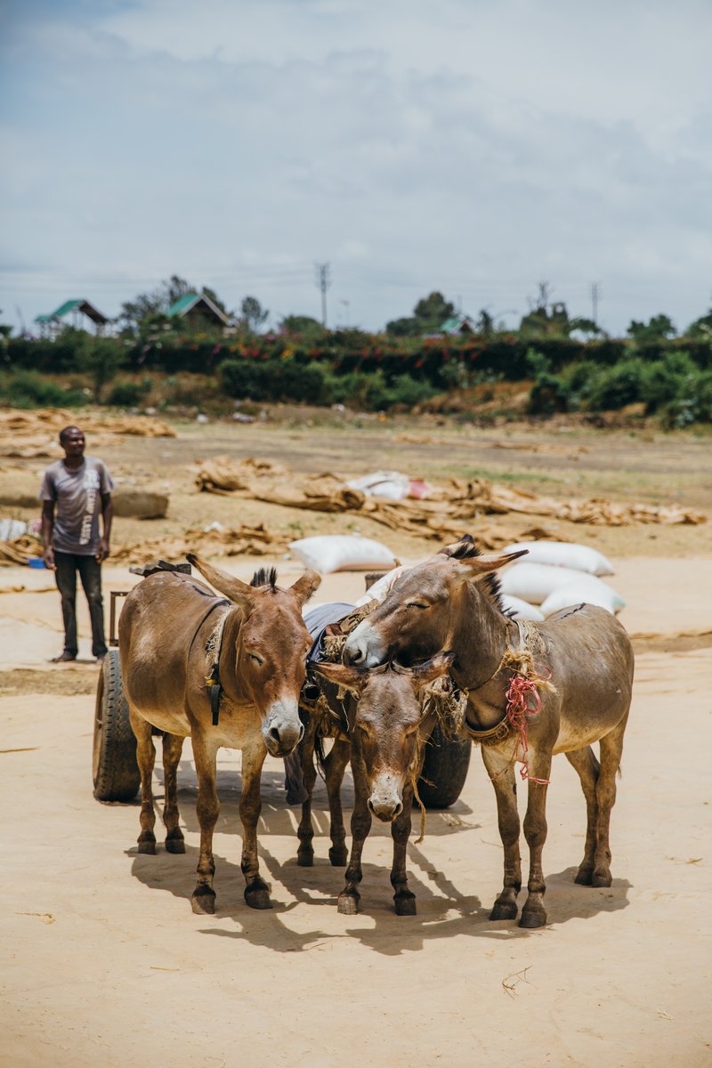 TheBrooke's tweet photo. #Kenya has one of the largest #donkey populations in #Africa - 1.8 million. The animals work in #waterprovision, #agriculture and #transport of people and goods. Hundreds of thousands of donkeys are slaughtered annually in Kenya to meet demand in #China...

#WorldDonkeyWeek2019 https://t.co/cGwYpYkLHb