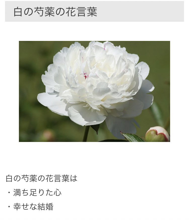 みかん 軍曹たぶん芍薬ですよね 持ってるブーケ 白の芍薬の花言葉は 満ち足りた心 幸せな結婚 なんです もう私はどうすればいいですか とりあえず五体投地してきます おめでとう おめでとう T Co Etgdvt8yxy Twitter