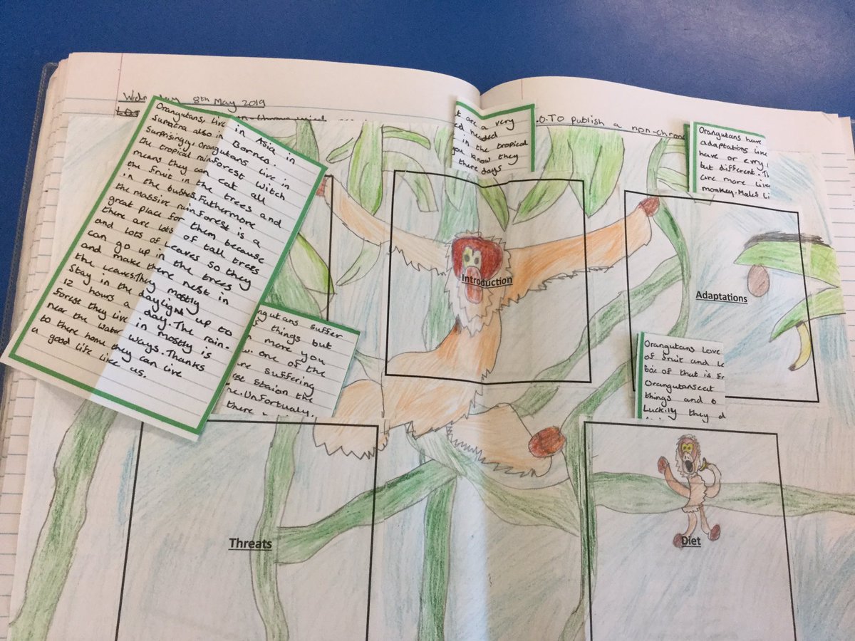 OldHallDrive's tweet photo. 4SW have worked EXTREMELY hard on their publish writing this week all about orang-utans! We created pouches for each section and drew the magnificent animal over the top to make our writing look exciting and interesting for the reader. #Year4writing #orangutans @wiseowltrust https://t.co/3XEDjHqhb1