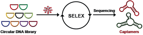 angew_chem's tweet image. In vitro selection of circular #DNAaptamers in the design of a #biosensor for diagnosis of #Clostridium difficile infections, Meng Liu (Dalian University of Technology), @Yingfu8888 &amp;amp; John D. Brennen (@McMasterU) doi.wiley.com/10.1002/anie.2…
