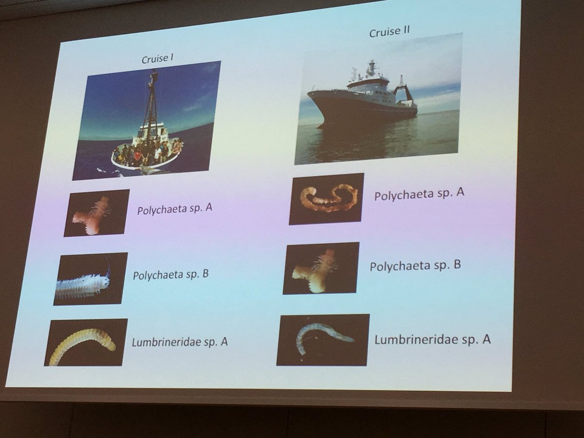 pansdamen's tweet photo. @helena_wiklund shows the problem with provisionary names - Genus spA will be different entities in different studies. What then do we do? Bring #taxonomists to cruises, take live photos, publish in databases. #deepseataxonomy https://t.co/HmLMvPHsHE