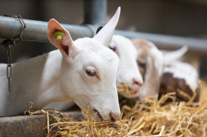 Vanavond uitzending Zembla over geitenhouderij en vermeende gevaren voor gezondheid omwonenden. Met veel emotie, maar laten we ook de feiten onder ogen zien. Lees hier 'Feiten over geiten'. ontdekdegeit.nl/feiten-over-ge…