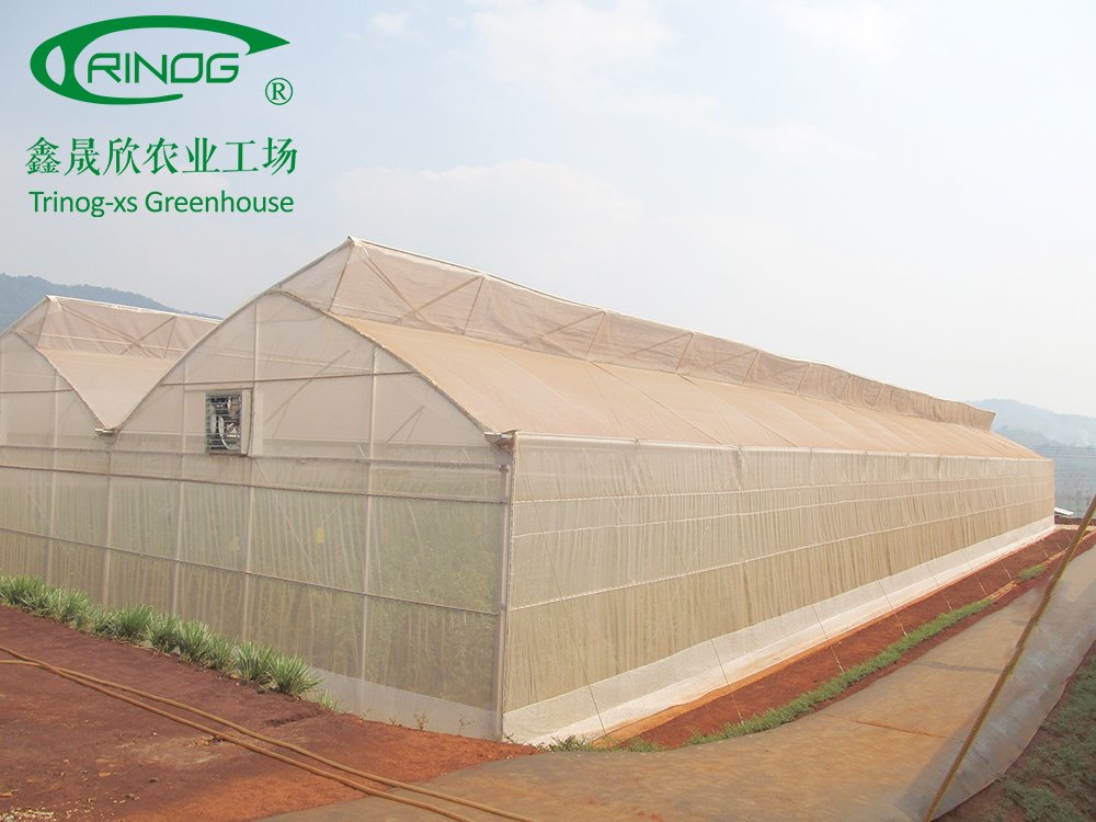 Trinog_xs's tweet image. Insect net greenhouse with steel structure, by Trinog greenhouse. Design with fixed roof vent, popular in tropical area. Project locates in Malaysia. 👏👏#insectnet #greenhouse #tropical #malaysia