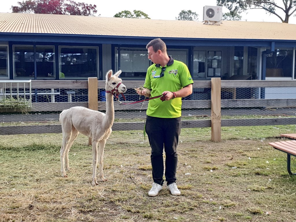 BecWest81's tweet photo. Our Farm Coordinator @Bonnyrigg_PS is doing an amazing job of settling the alpacas and making them part of the Bonnyrigg clan. 🦙❤
He tried the halter for the first time today without any problems.
@deanlove86 @lyndall_hayton @Ly_Huynh_ @MSiokos https://t.co/T1nINsD5Jc