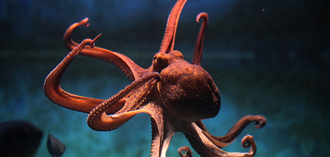 InsanFish's tweet image. Octopus