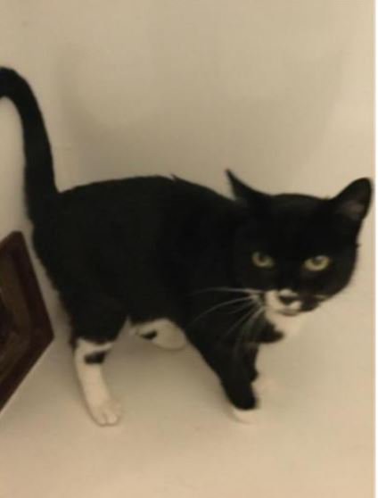 cpcheltenham's tweet photo. Meet Honey! 😻

Honey has come to us from an elderly lady who sadly cannot take care of her anymore.

She is 12 yrs old &amp; loves to be stroked! She takes a little time to get to know people, but once she trusts you, she is a very affectionate &amp; playful! 🐾

https://t.co/QfKAFySbSQ https://t.co/Imku6XRiQL