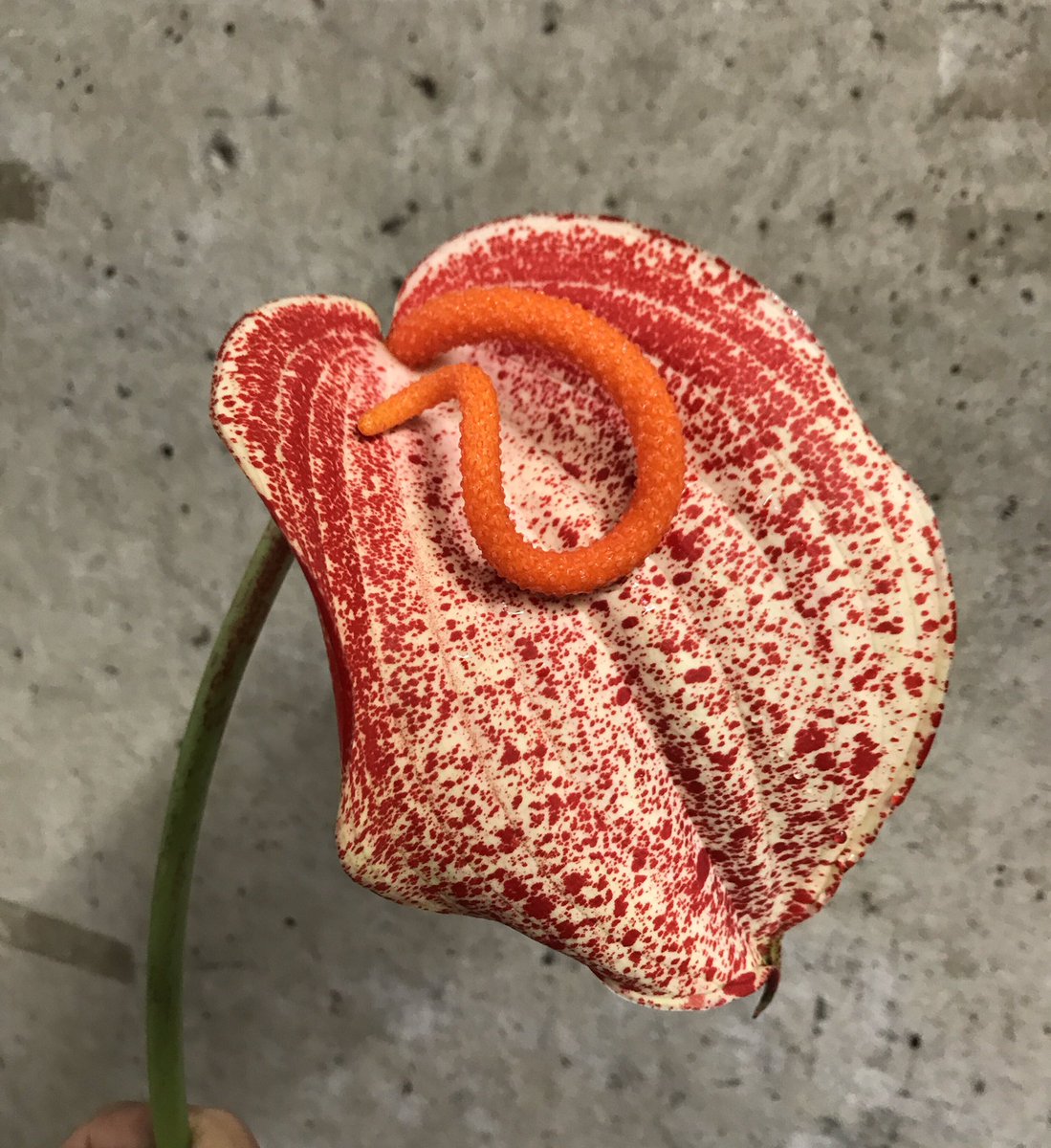 Alleen beschikbaar bij <a href="/All4youFlowers/">All4you Flowers</a> Anthurium Graffiti! #anthurium #moederdag