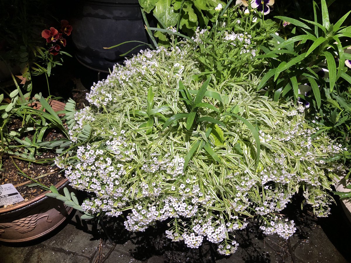 ぜいたくアリッサム 花 言葉 最高の花の画像