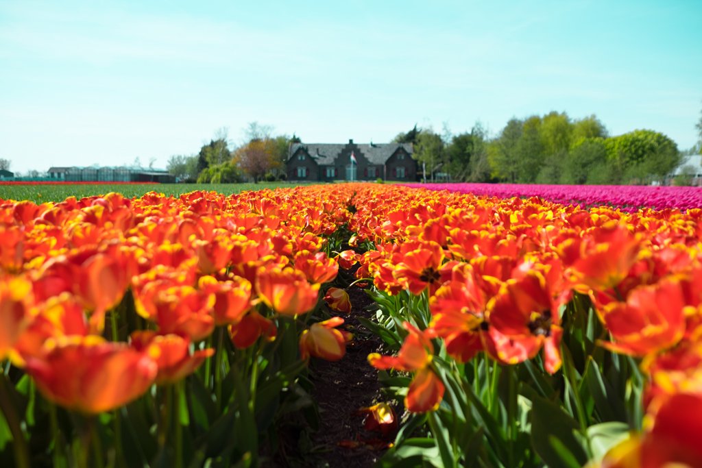 SmartTravelers_'s tweet photo. Hoy se celebra el #DíaDeEuropa 🌍 ¿Cuál es tu país europeo favorito? En el #blogSmartTravelers encontrarás algunas ideas de destinos ideales para ver florecer la #primavera 🌻➡️ https://t.co/Y1rrh7oWG4 #FelizJueves https://t.co/2VThUewtI8