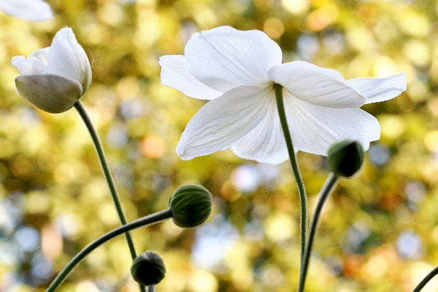 希望の花言葉 En Twitter 白アネモネ 花名のアネモネは ギリシア語の Anemos 風 に由来します 早春の風が吹き始める頃に花を咲かせるからといわれます 花言葉は 期待