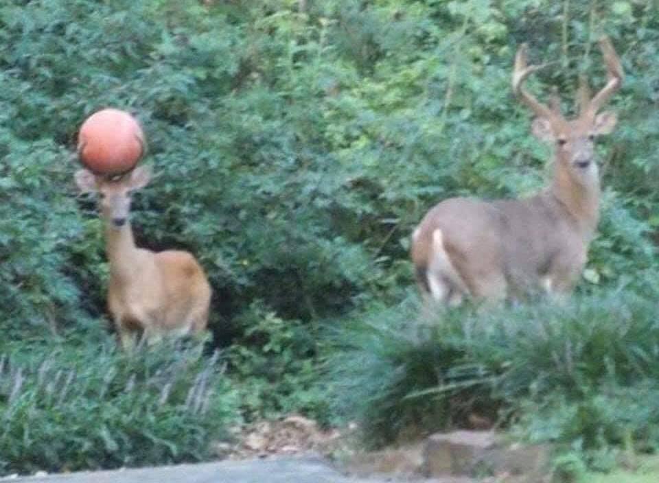 RonEdrote's tweet photo. @Bucks  #FearTheDeer https://t.co/JyOnCKUMwg