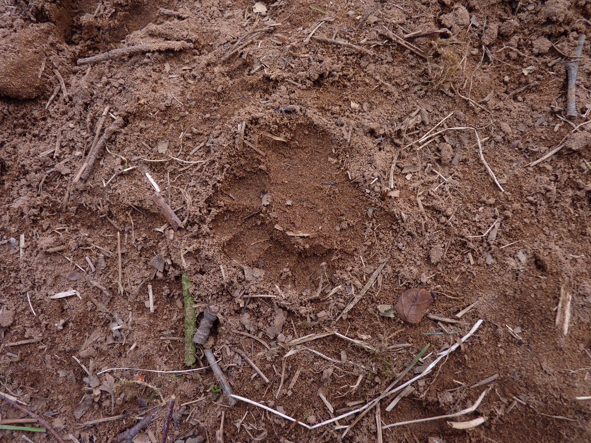 ELCrangers's tweet photo. This week is Scottish Badger Week. It can be tricky to see badgers as they are mainly active during the night but you can find signs they have been around including #footprints, #paths, #hairs, #scratchingposts and #latrines! You can report sightings: https://t.co/bjO8B7QkEd https://t.co/TYVtnx2BF5