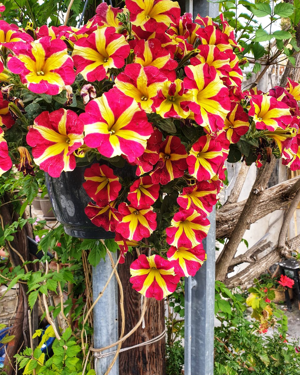 CyprusMomentz's tweet photo. Flowers 🌼🌺
🌍 Leukara, Cyprus 🇨🇾
#Village #Cyprus #cyprus❤️ #cyprus2019 #cypruslife #visitcyprus #lovecyprus #cyprusvillage #villagegirls #insightcyprus #timeoutcyprus #cyprus🇨🇾 #cypruslife #nicosia #limassol #Larnaka #larnaca #paphos #ayianapa #Travel #island #islandlife https://t.co/pexc5ONeQl