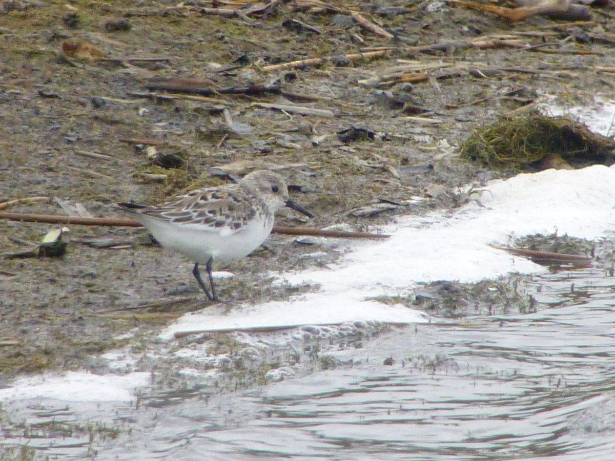 OfAnnesley's tweet photo. The exciting spell continues- this fine Sanderling, 8 Ringed Plovers, 6 Dunlin plus yesterday's Grey Plover and a brief Arctic Tern https://t.co/RTfAVDQfXU