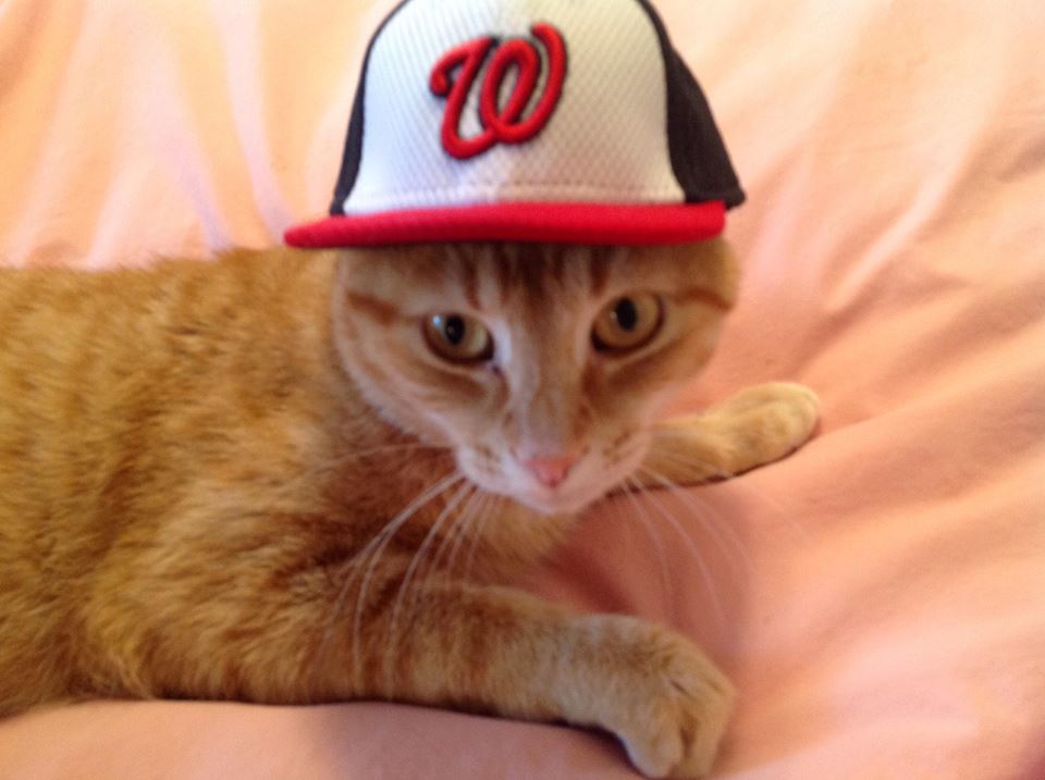 royalmusing's tweet photo. @SnukeSports Our Mom & we NatsCats #rallyPets love our Nats every days of the year. Yea, we are frustrated as fans, but baseball is life, you need to get through the sadness to enjoy the victories even more Love Harper Lee and Sienna https://t.co/nqtFT9zSiP
