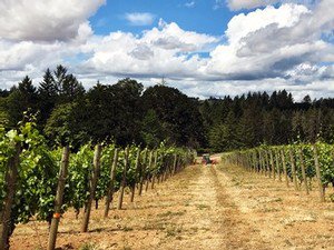 Dry-Farming: All of our vineyards are &amp; have always been, 100% dry-farmed, relying on the Willamette Valley’s natural climate to water and nourish our grapes. ⚡️ “Stewardship” 💯% #DryFarmed #winesustainably #makewine #savewaterdrinkwine
x.com/i/moments/1055…