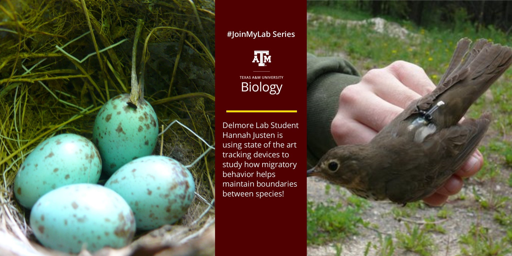 TAMU Biology on Twitter "Hannah Justen is combining genomic data with stateoftheart tracking
