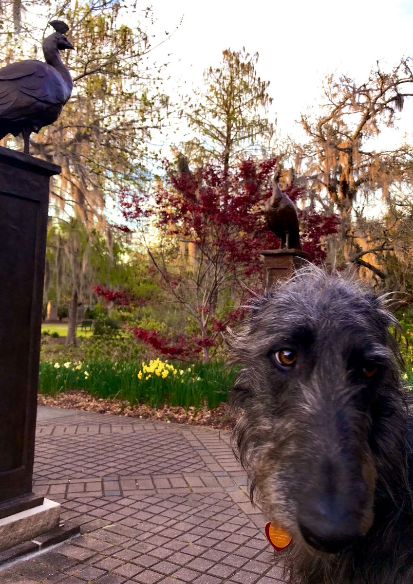 BGDeerhound's tweet image. 🦚 Dan Ostermiller’s bronze Peacocks showing me how to be regal  #arthound #sculpturegarden #brookgreengardens
