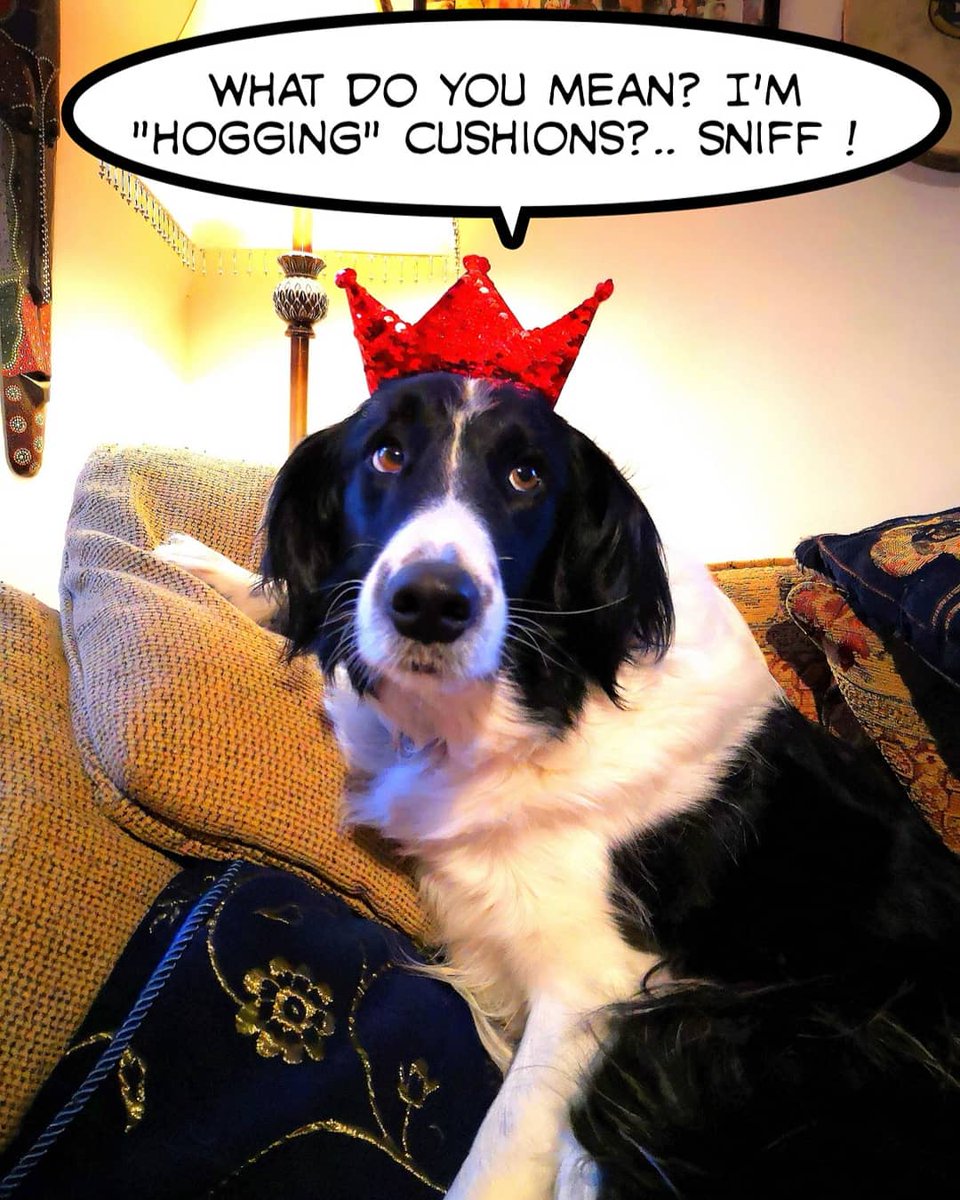 daisydogdiary's tweet image. I am sorry but I am simply NOT a floor dog!!
#sofadog #dogcushion #dogprincess #princesscollie
